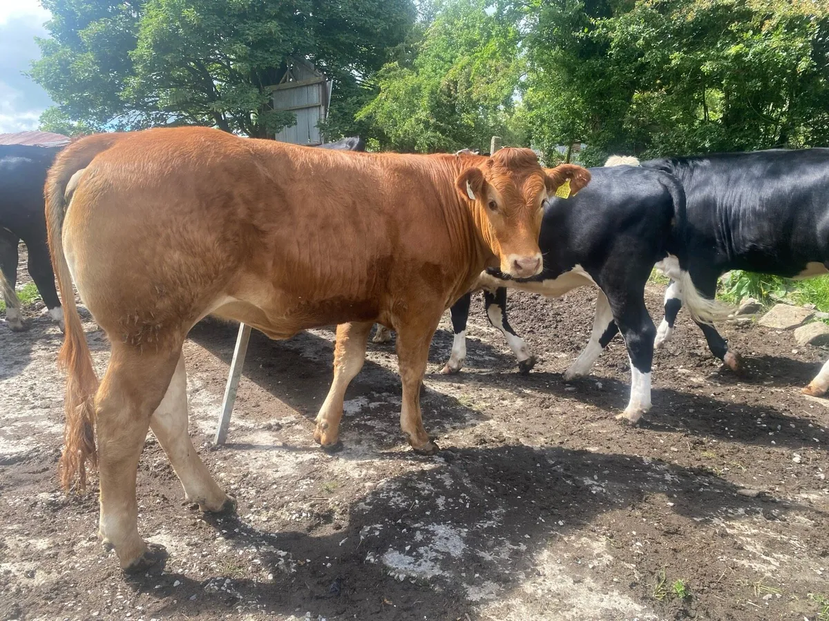 2 pedigree limousine heifers - Image 1