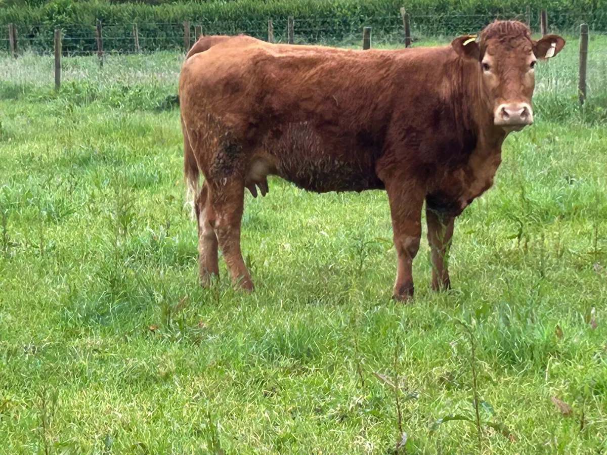 4 first  calved red limousine heifers - Image 2