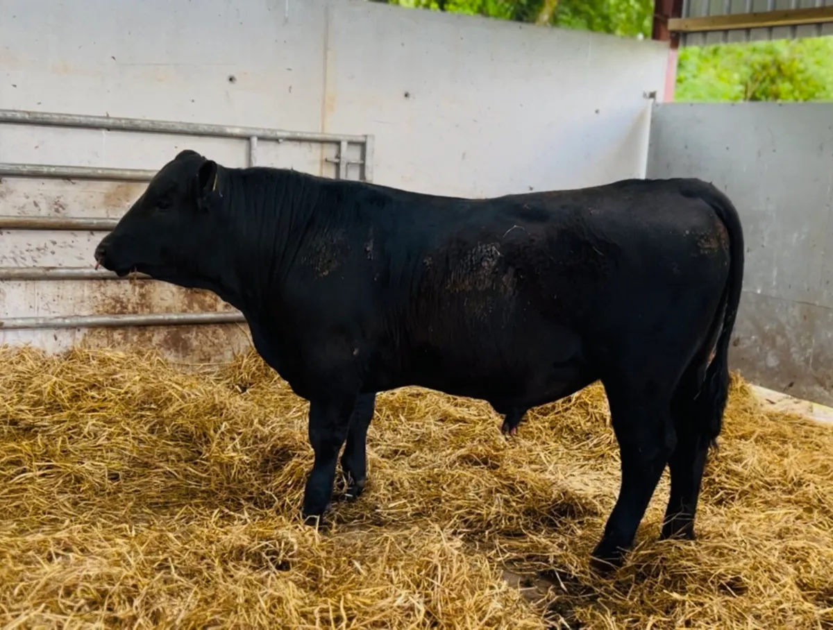Pedigree Angus Bulls - Image 1