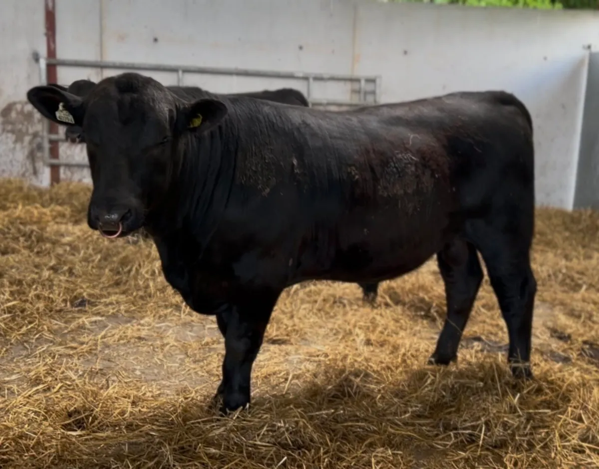 Pedigree Angus Bulls - Image 2