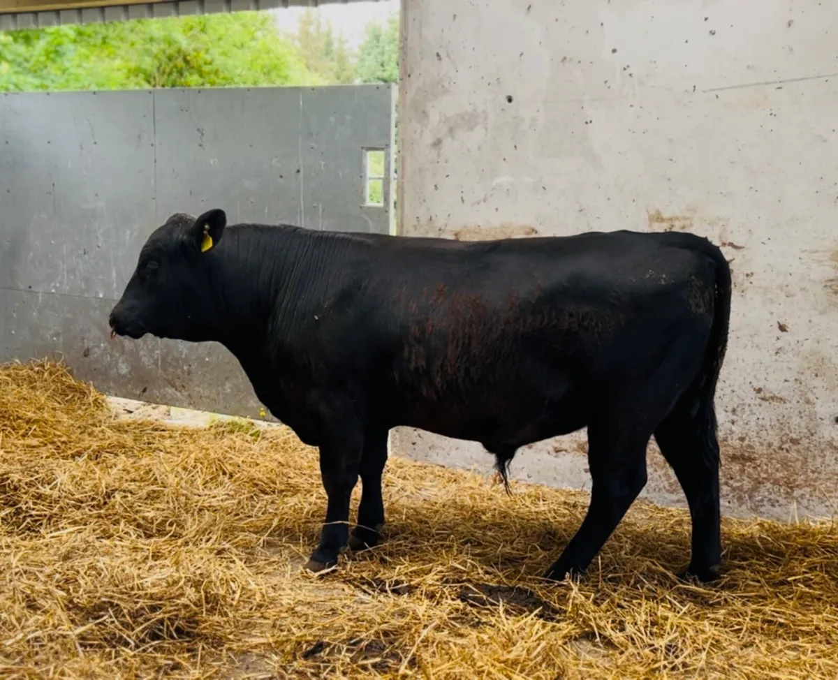 Pedigree Angus Bulls - Image 3