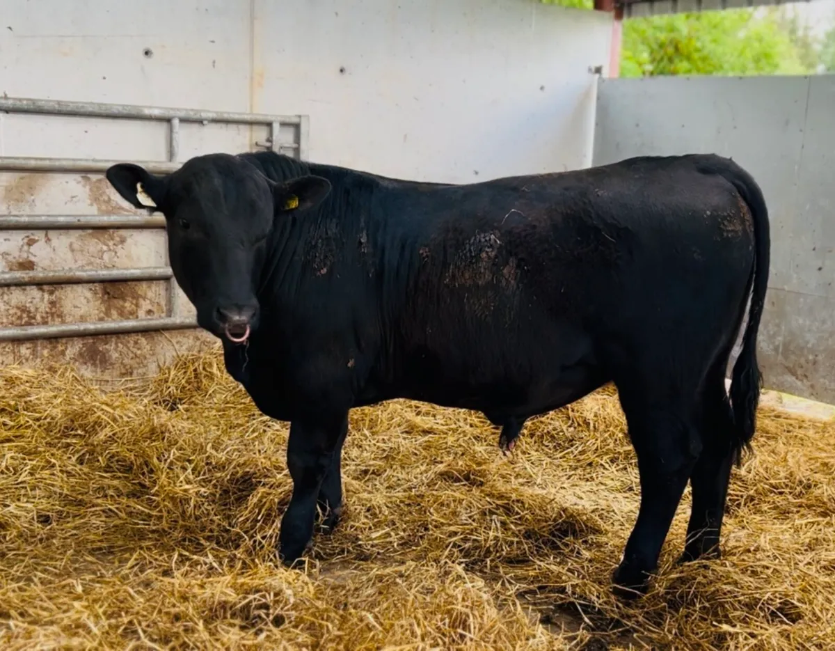 Pedigree Angus Bulls - Image 4