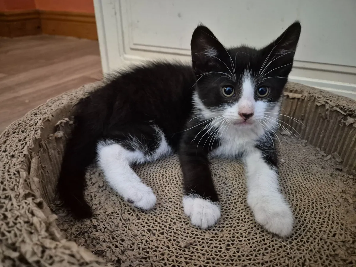Adorable, playful kitten - Image 2