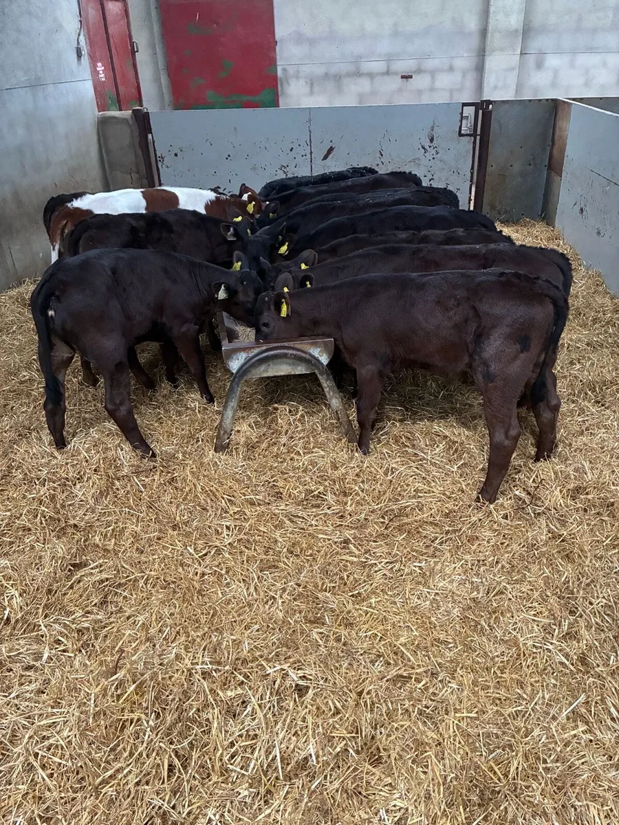 Super Limousin Heifer Runners - Image 2