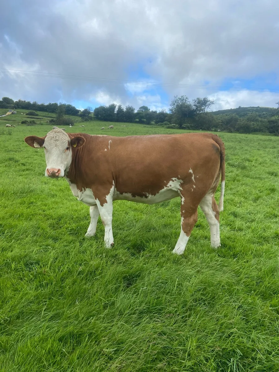 ⭐️⭐️Cow Maker⭐️⭐️ - Image 1