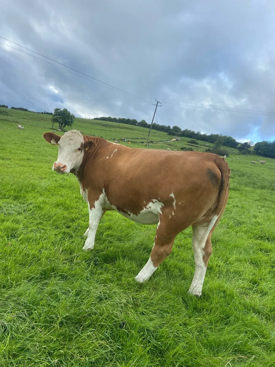 ⭐️⭐️Cow Maker⭐️⭐️ - Image 2