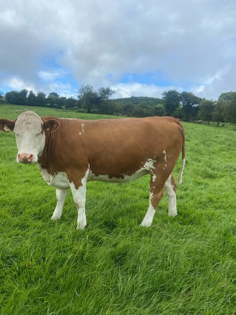 ⭐️⭐️Cow Maker⭐️⭐️ - Image 3