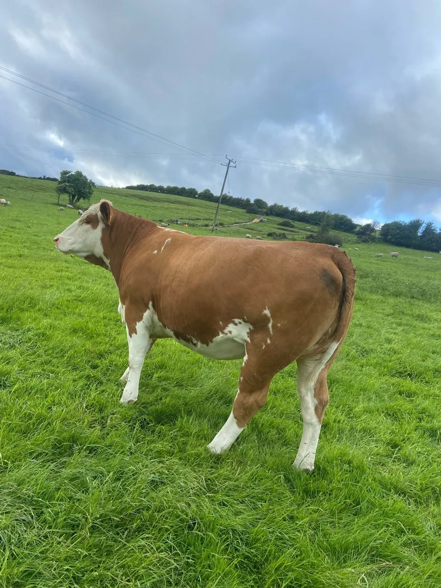 ⭐️⭐️Cow Maker⭐️⭐️ - Image 4