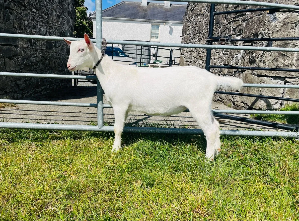Pedigree Male Kids - Image 1