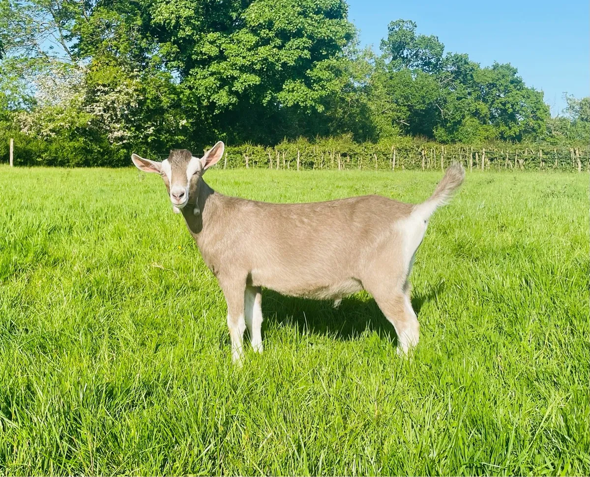 Pedigree Male Kids - Image 2