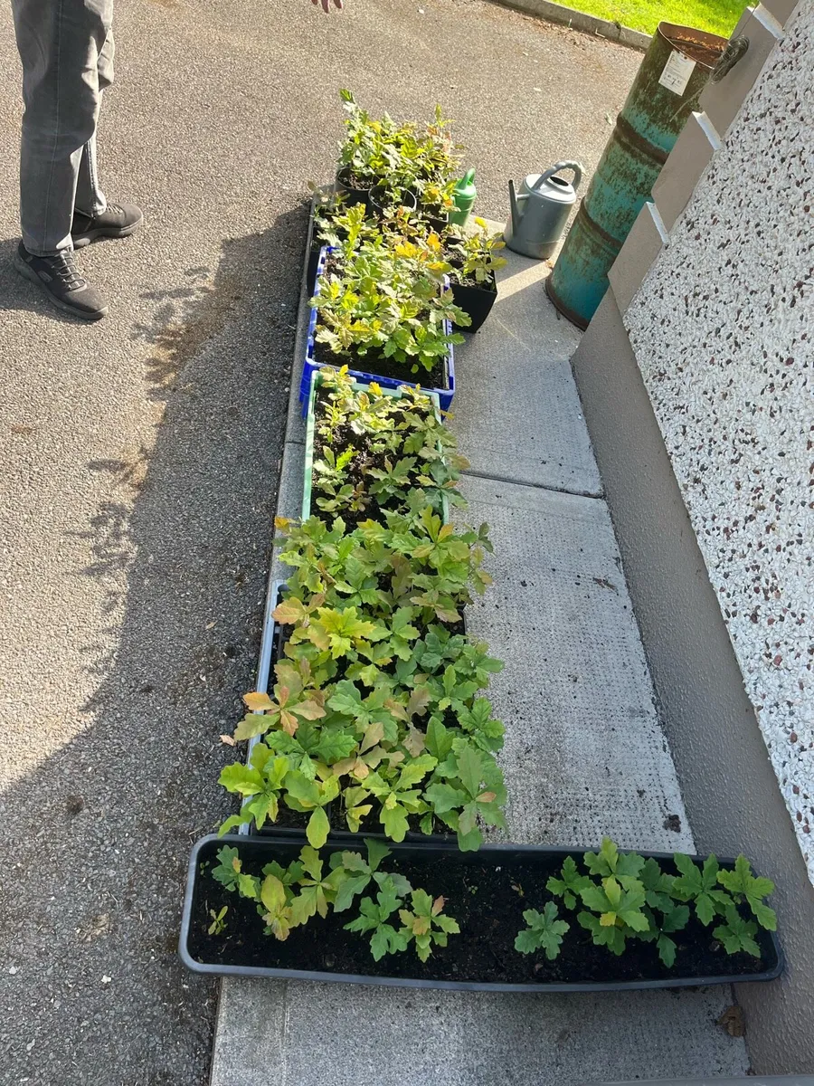 Oak saplins €1 per sapling - Image 2