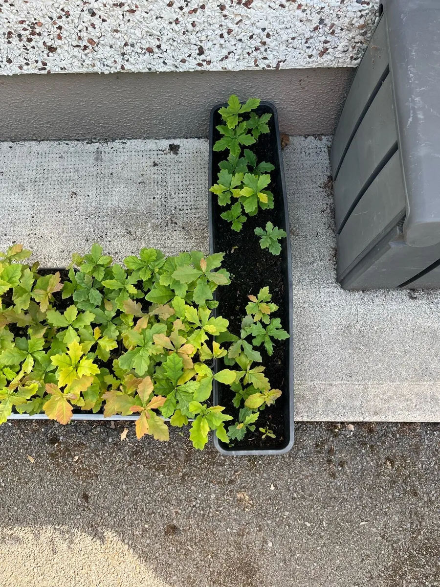 Oak saplins €1 per sapling - Image 3