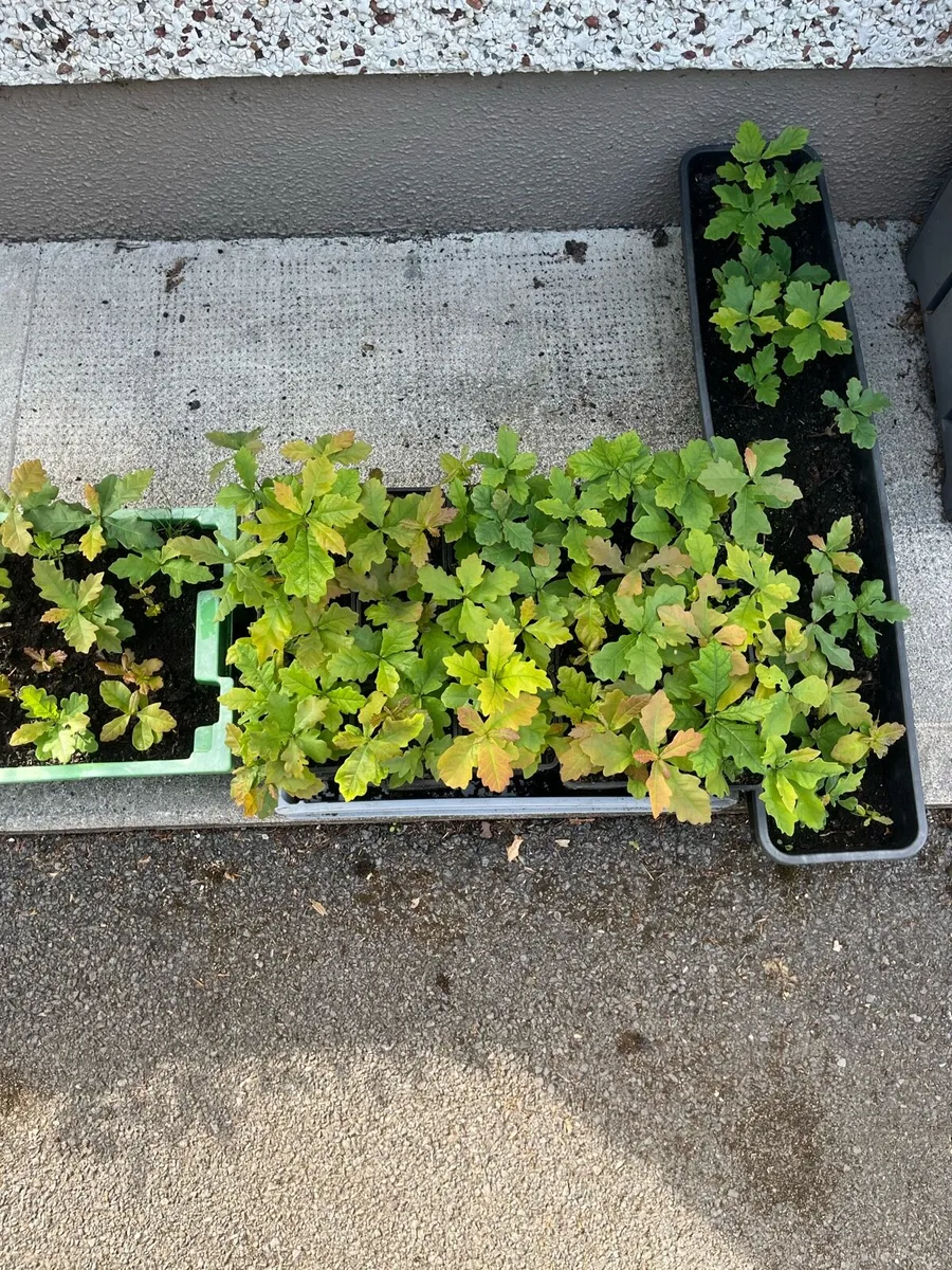 Oak saplins €1 per sapling - Image 4
