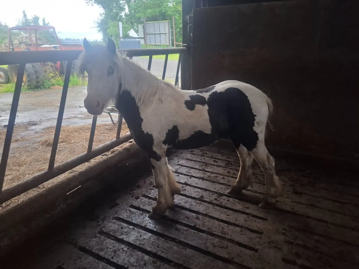 Pony - Image 1