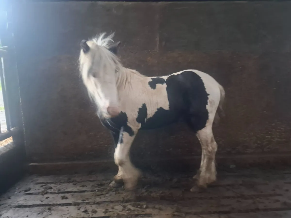 Pony - Image 2