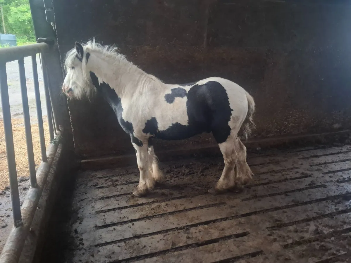 Pony - Image 3