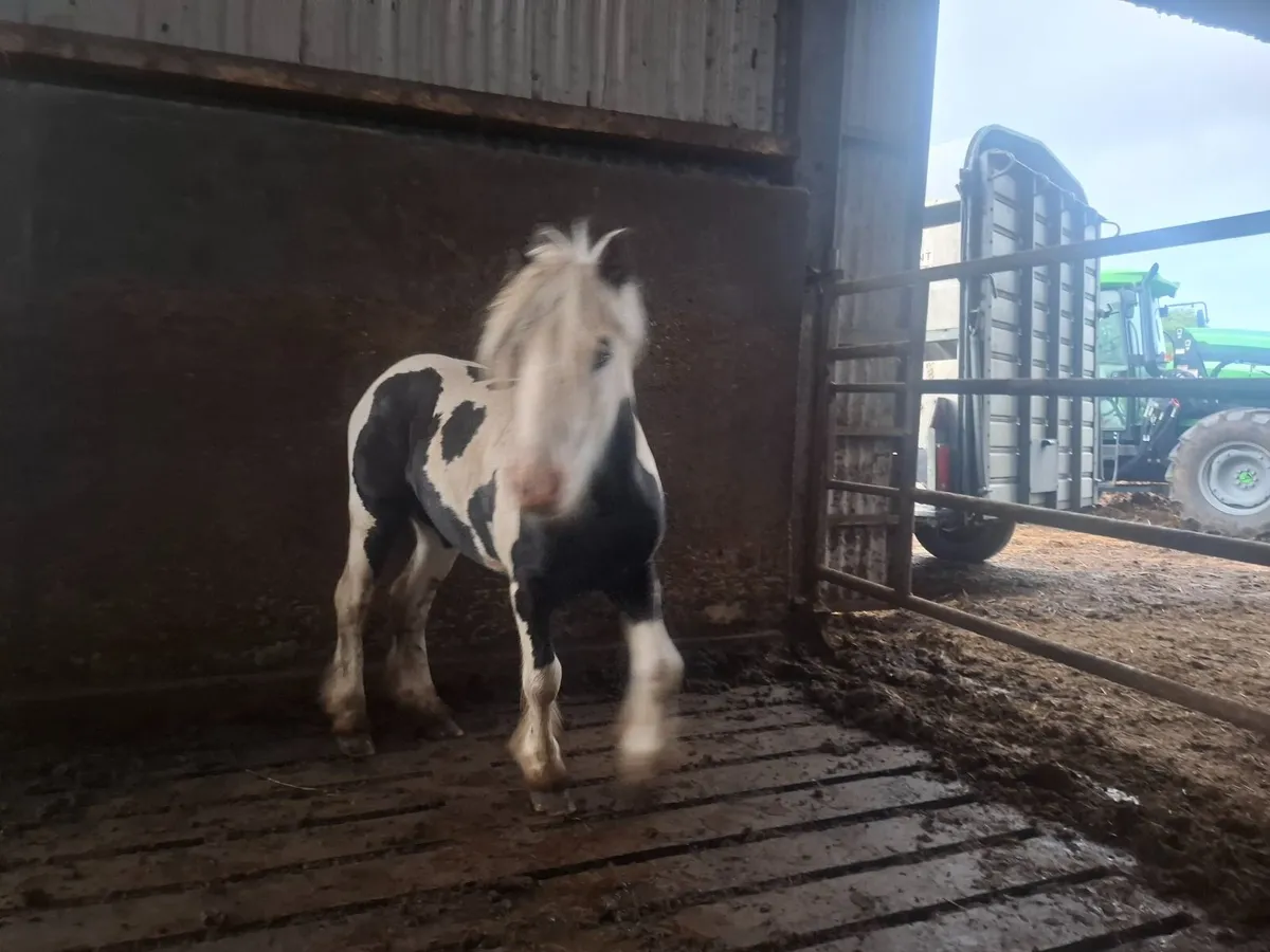 Pony - Image 4
