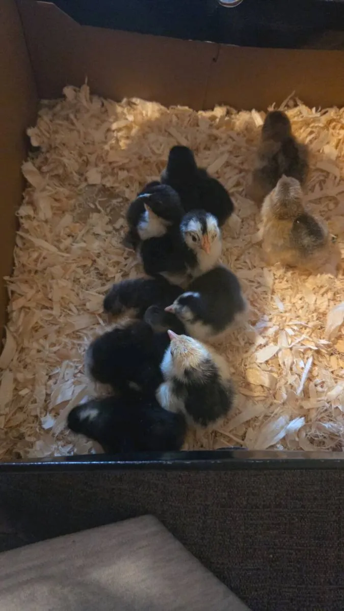 Pekin bantam fertile eggs, 3 week old Cockerells - Image 1