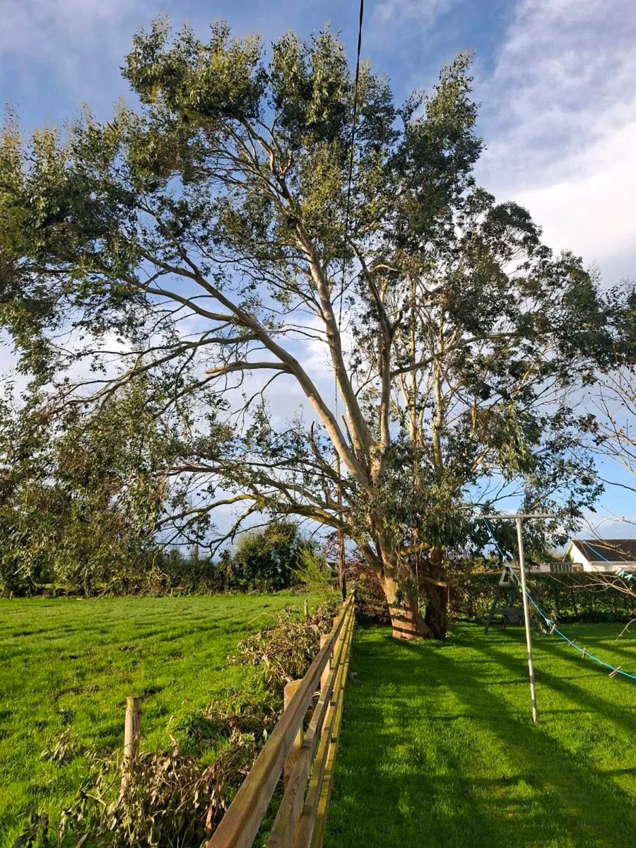 Tree Care - Image 1