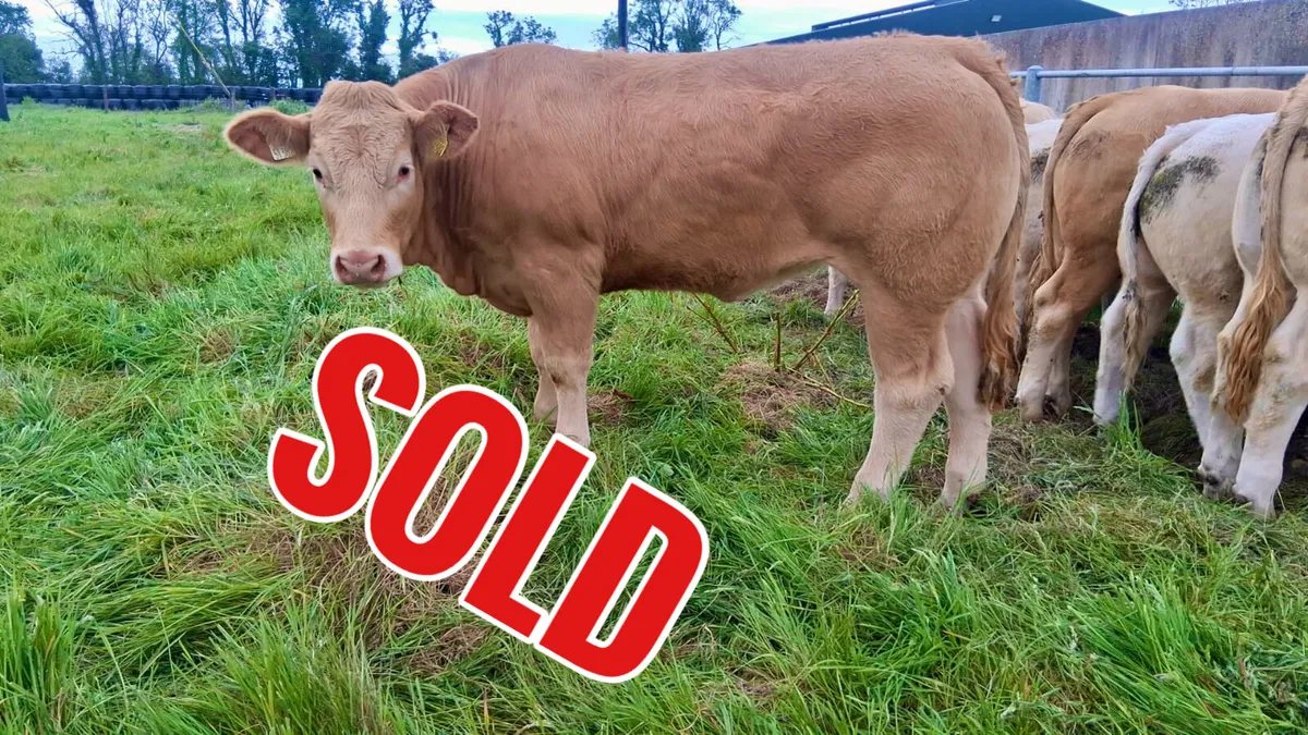 5 Star Heifer • U Grading. • 500kg - Image 1