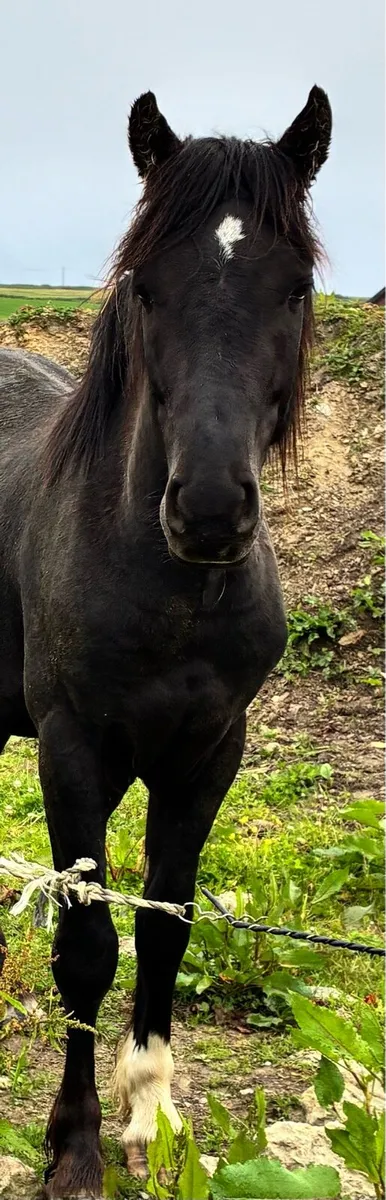 13’2” pony - Image 2