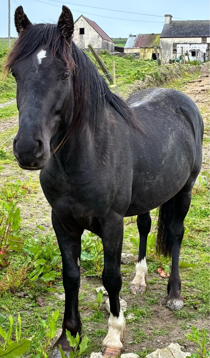 13’2” pony - Image 3
