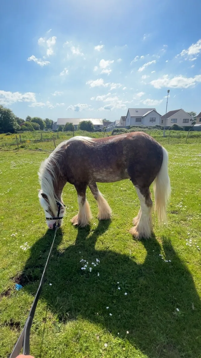 Horse - Image 1
