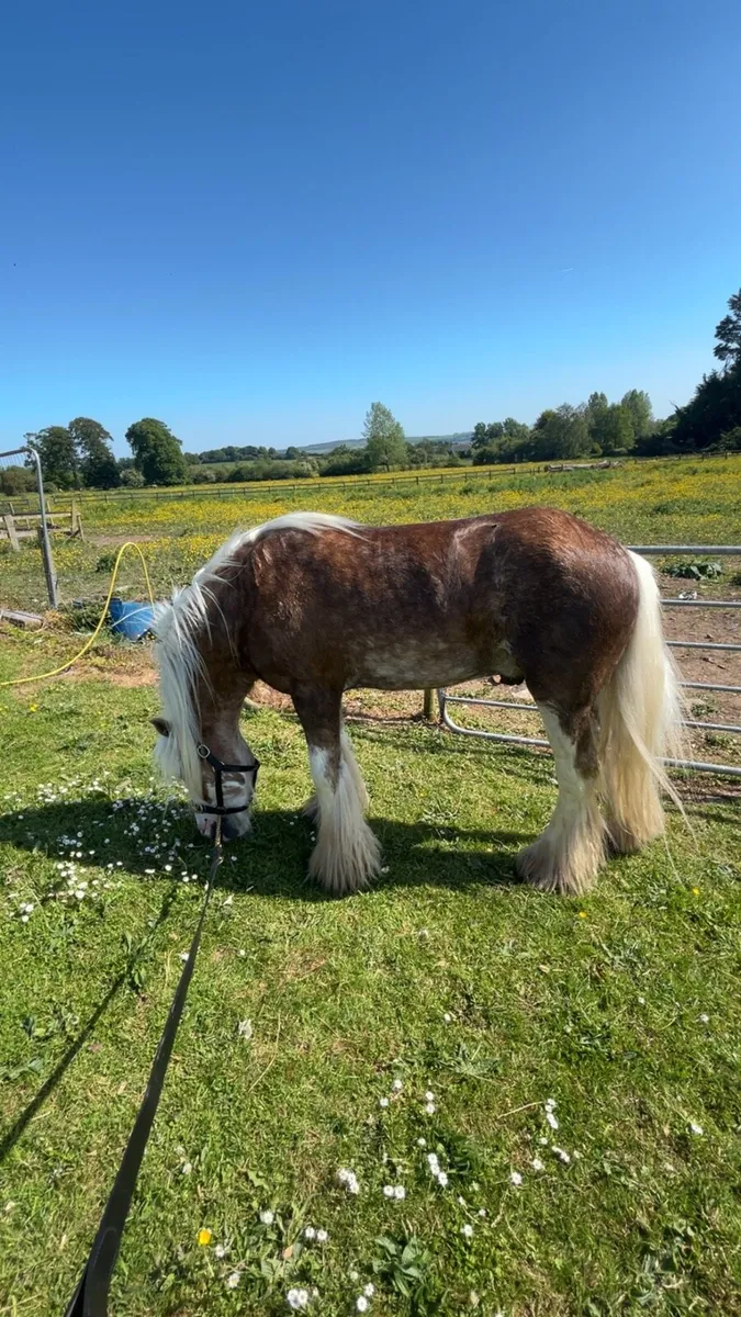 Horse - Image 2