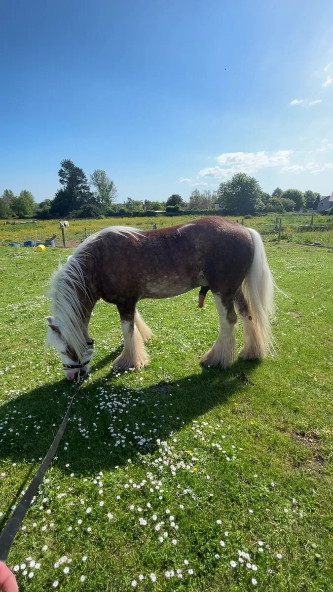 Horse - Image 3