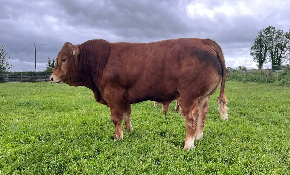 5 Star pedigree limousin bull - Image 2