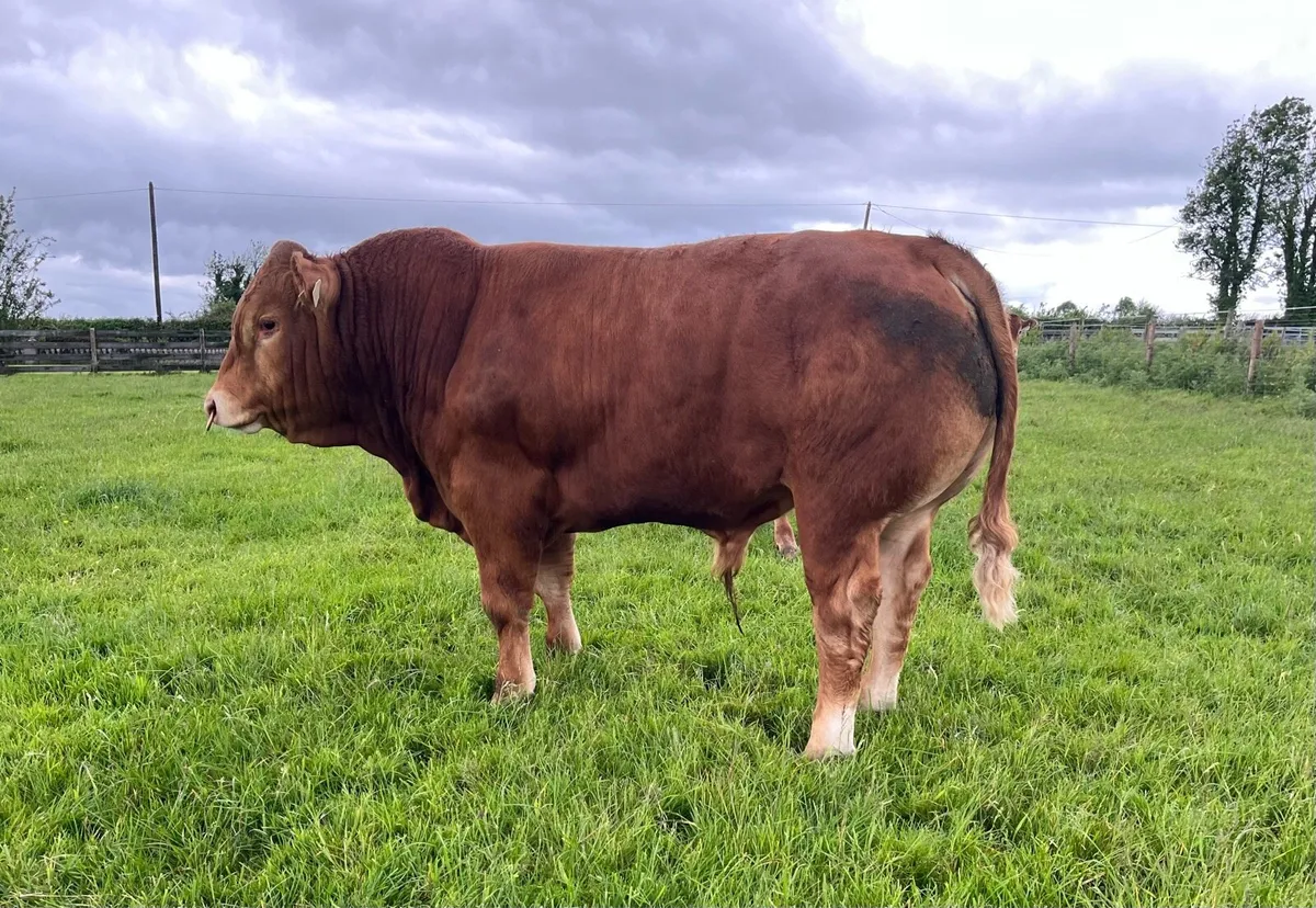 5 Star pedigree limousin bull - Image 3
