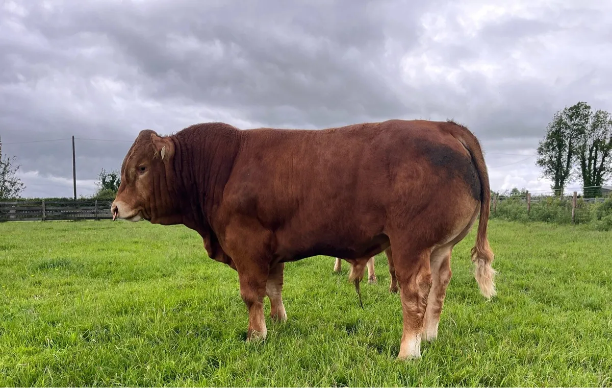 5 Star pedigree limousin bull - Image 4