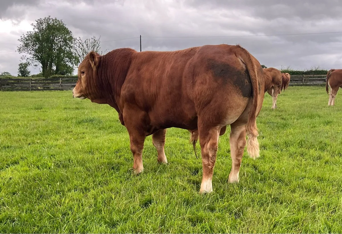 5 Star pedigree limousin bull - Image 1
