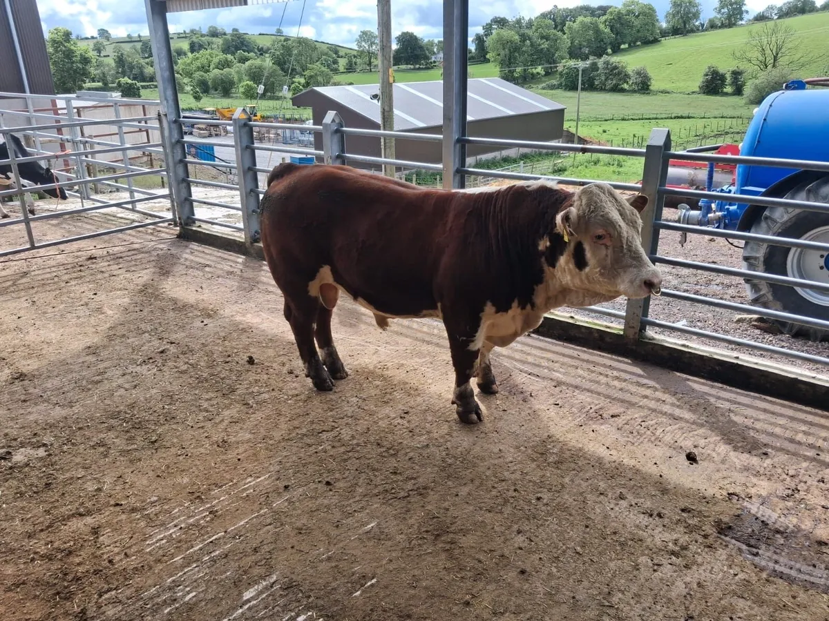 Simmental bull for sale - Image 1