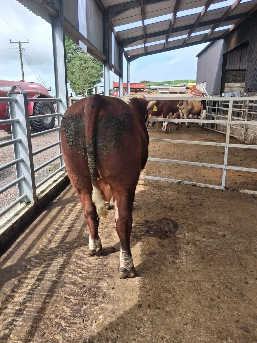 Simmental bull for sale - Image 2