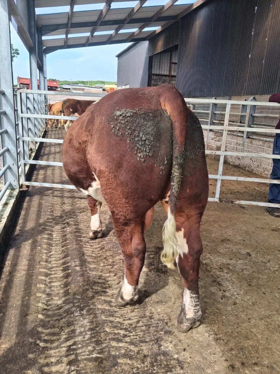 Simmental bull for sale - Image 3