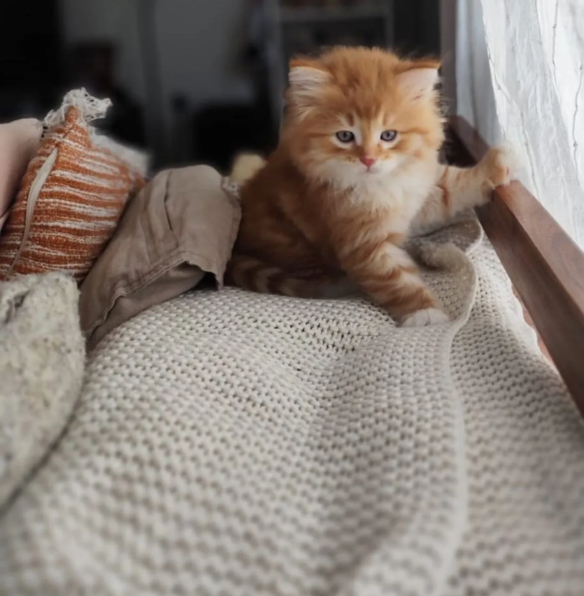 Kittens - Image 1
