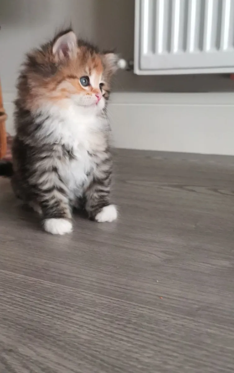 Kittens - Image 3