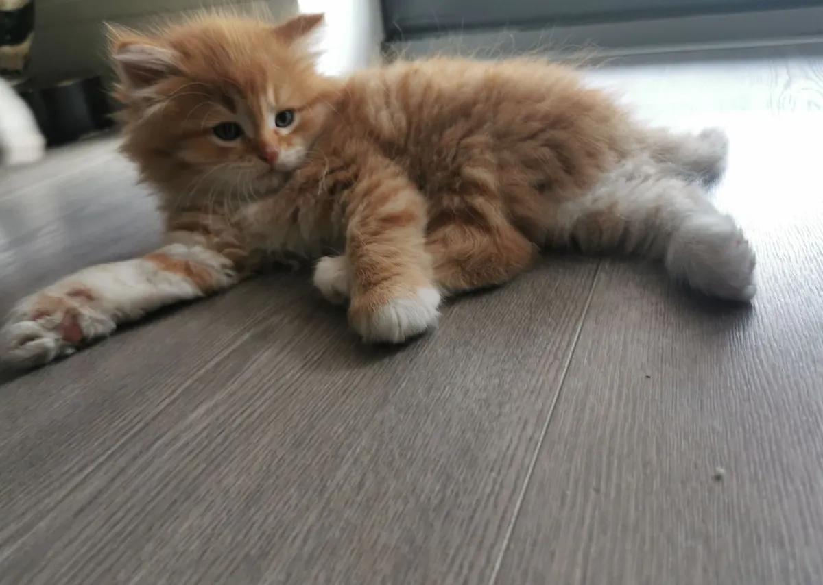 Kittens - Image 4