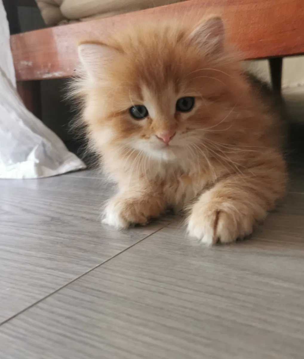 Kittens - Image 2
