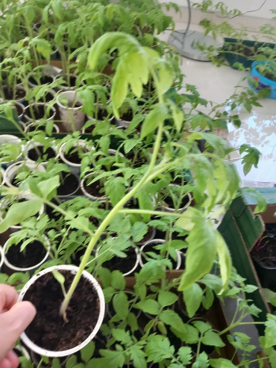 Tomatoe plants - Image 1