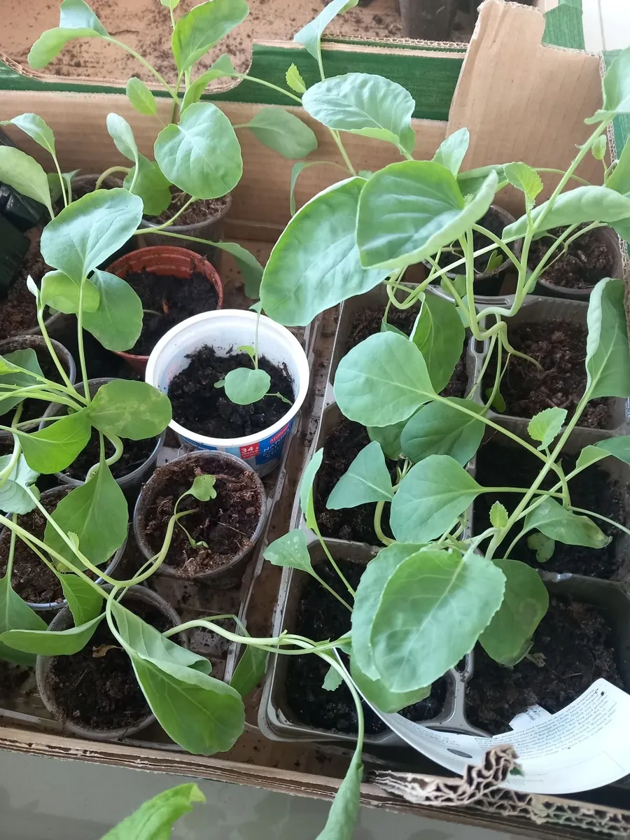Tomatoe plants - Image 3