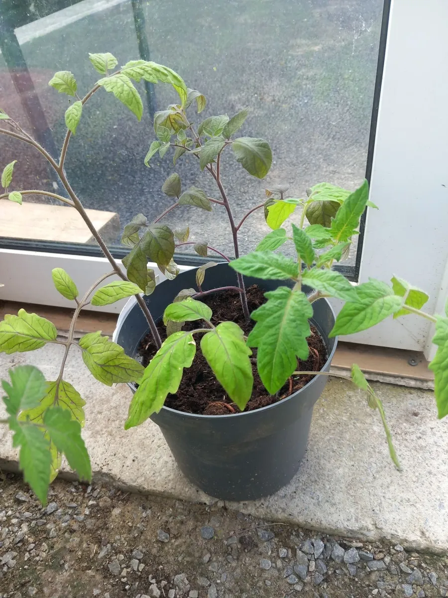 Tomatoe plants - Image 4