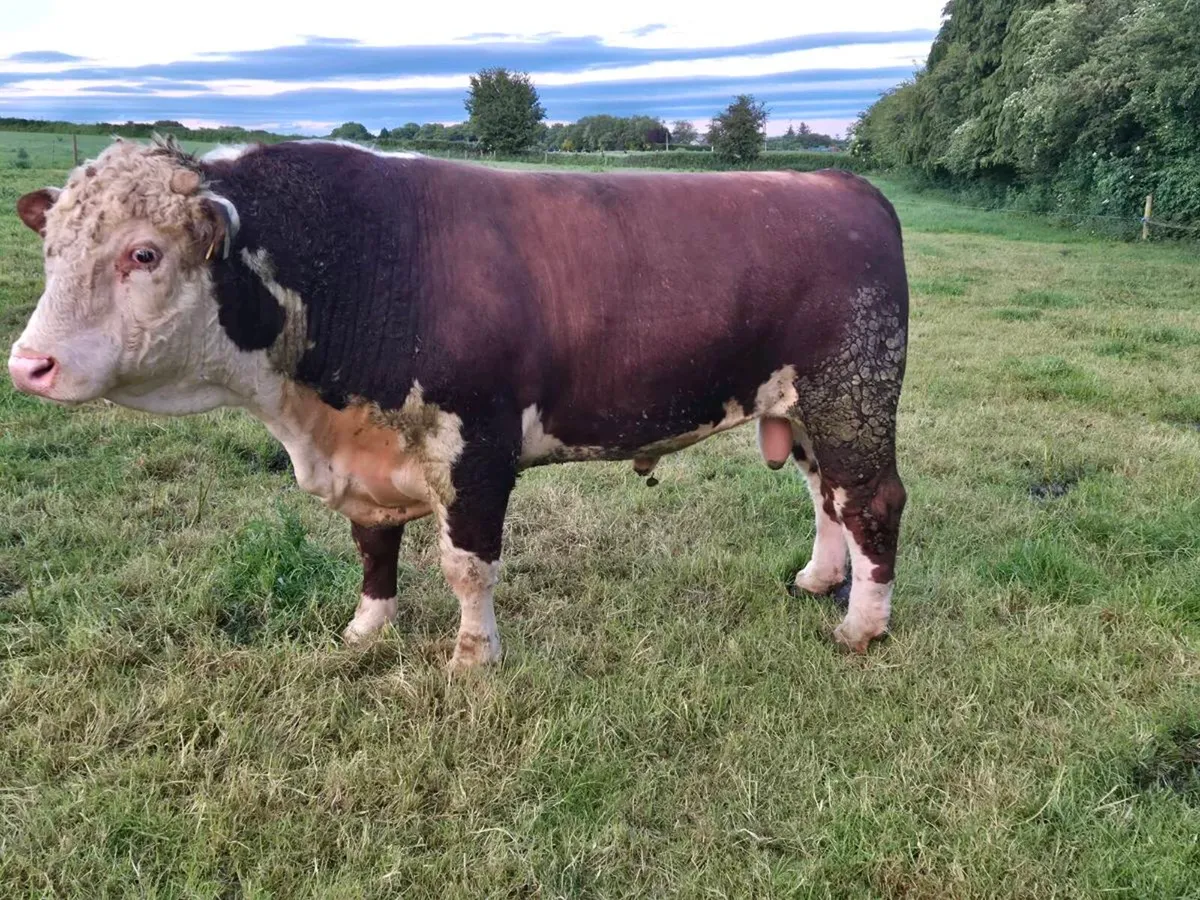 Hereford bull - Image 1