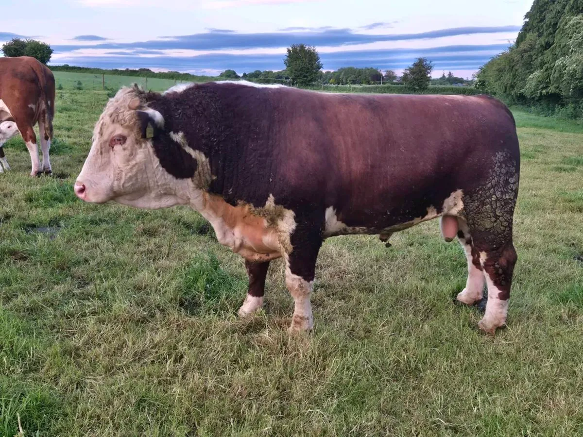 Hereford bull - Image 2