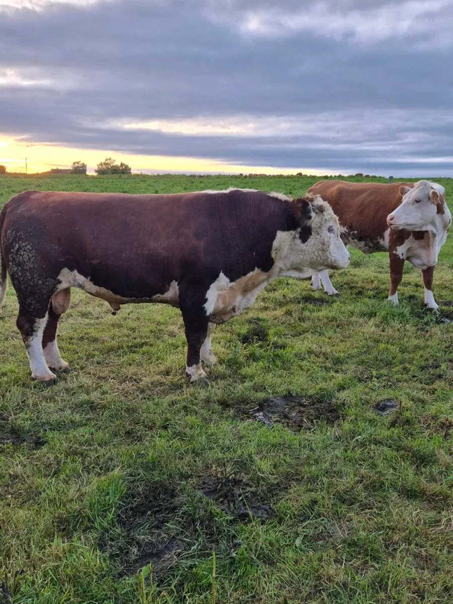 Hereford bull - Image 4