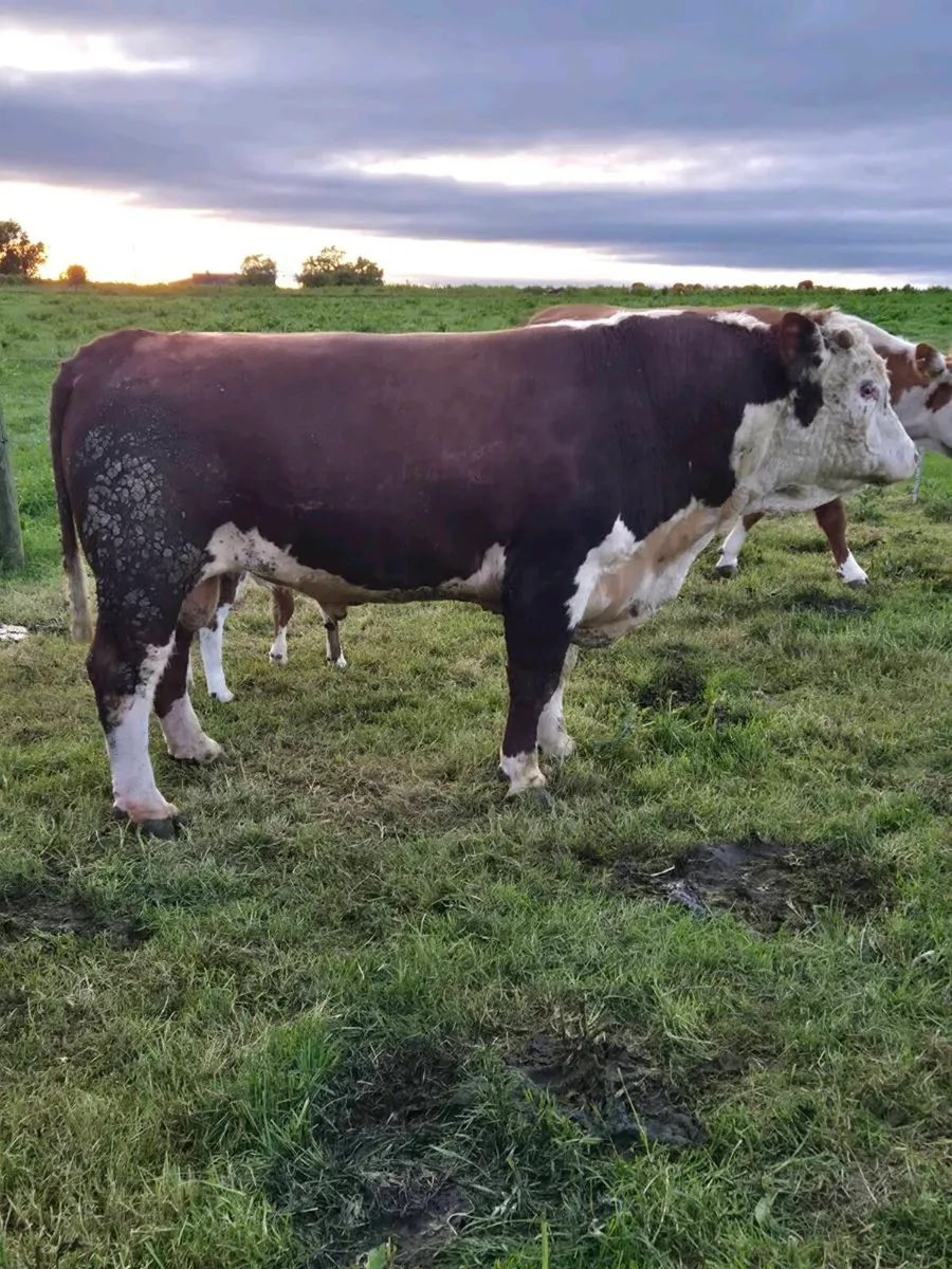 Hereford bull - Image 3