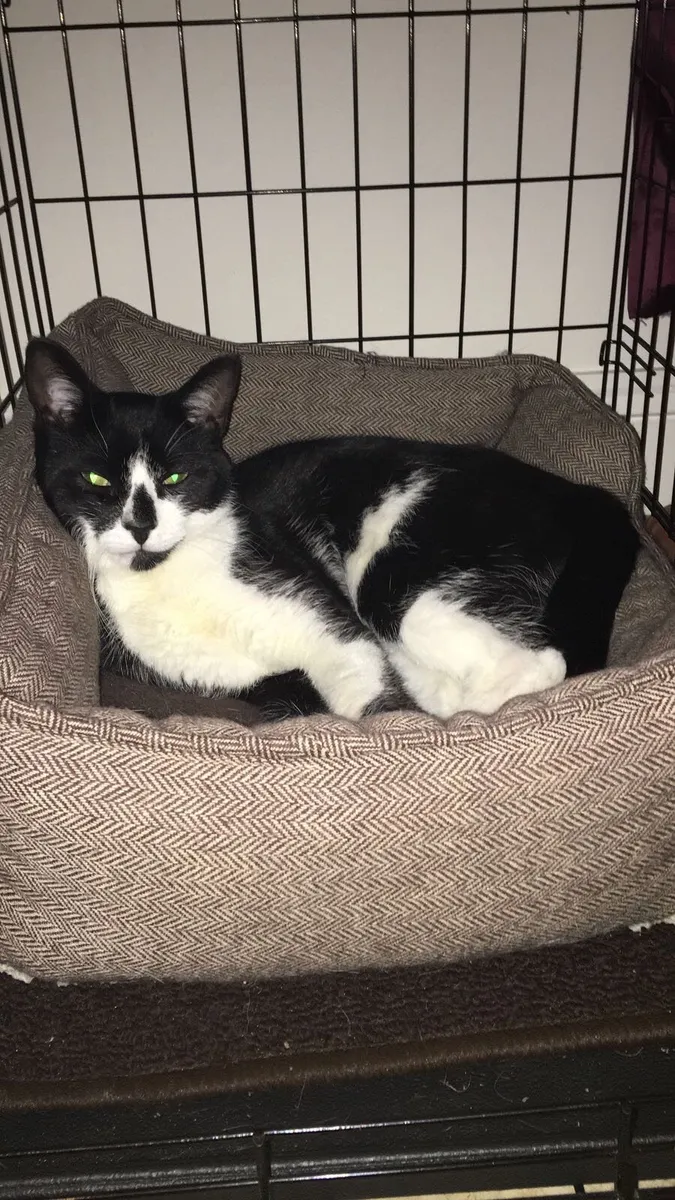 Cat for rehoming - Image 1