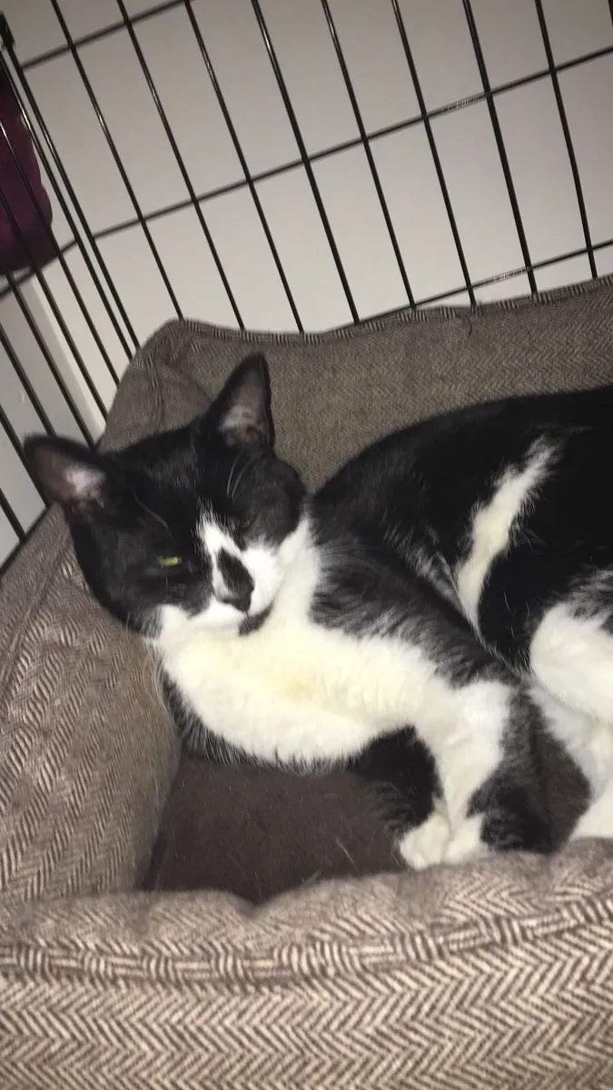 Cat for rehoming - Image 2