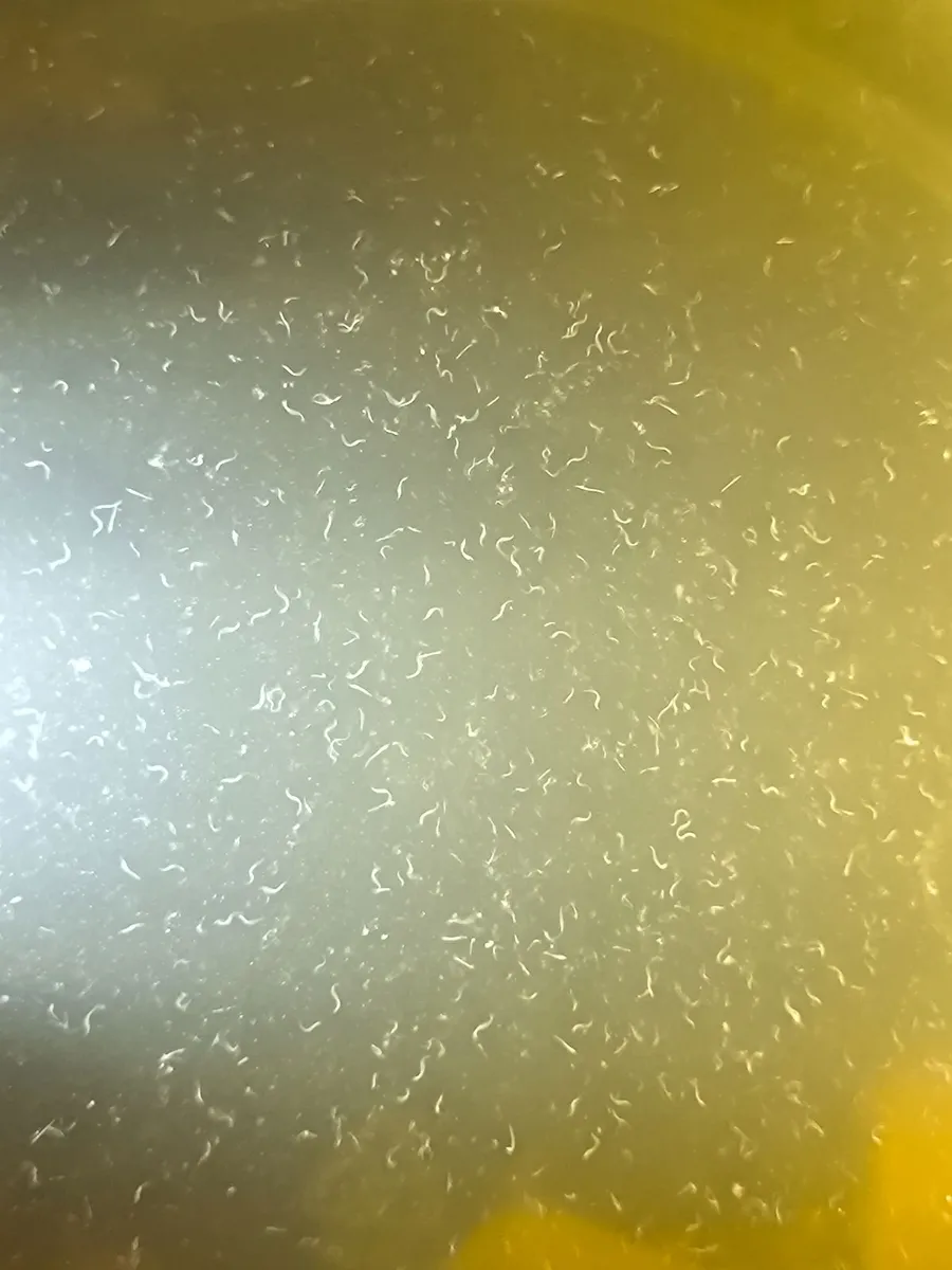 Live Fish/Shrimp Food Starter Cultures - Image 4